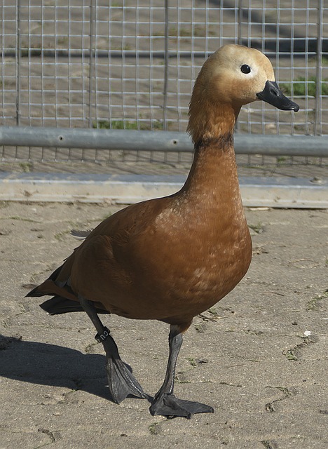 术安排