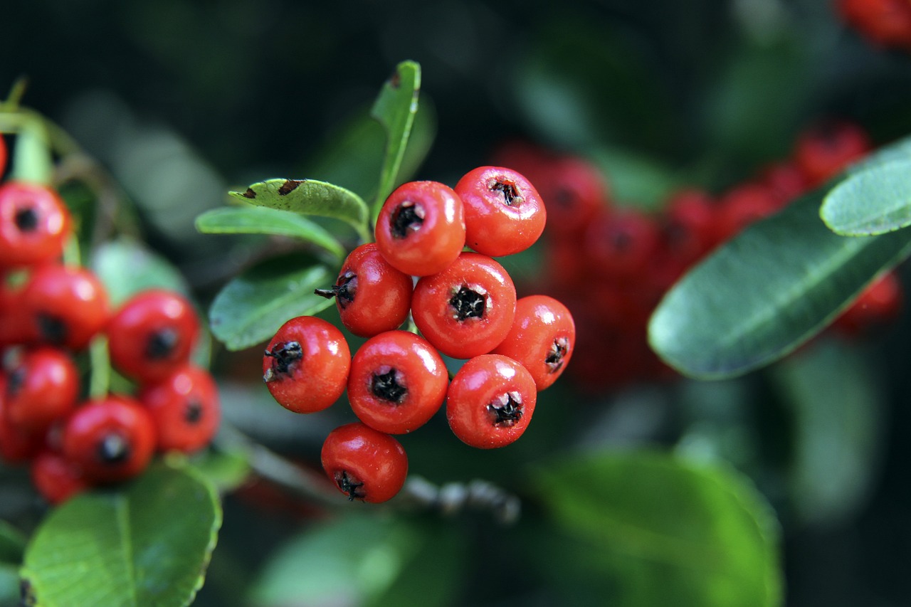 交媒体平台 交媒体平台